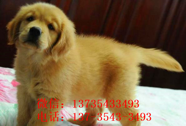 合肥犬舍宠物狗市场在哪 卖狗买狗在哪 纯种金毛犬出售