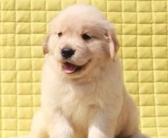 武汉宠物狗狗犬舍出售纯种金毛犬 哪里有金毛