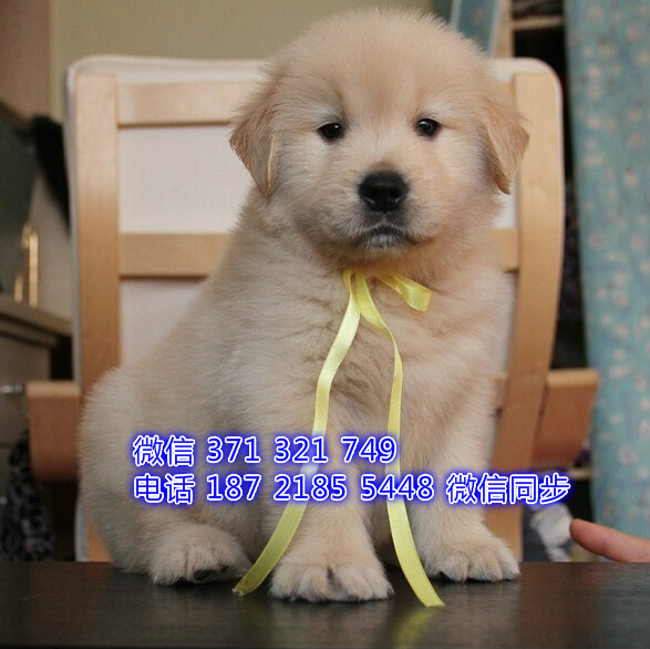 福州特价 金毛犬出售纯种幼犬 福州宠物狗狗犬舍