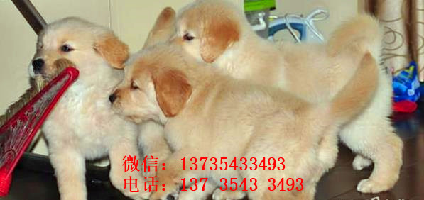 济南犬舍出售纯种金毛幼犬活体大型犬领养宠物狗狗
