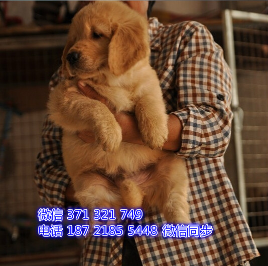 武汉 专业繁殖 金毛犬狗狗纯种幼犬 武汉宠物狗狗