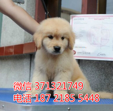 沈阳狗场出售 金毛犬幼犬 沈阳犬舍在哪里 特价宠物狗