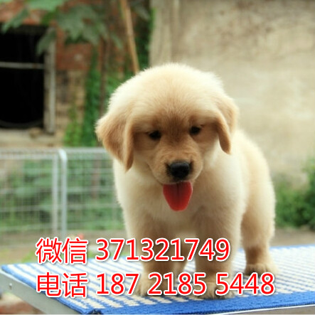 金毛犬出售纯种 济南狗狗出售 品相好 特价促销