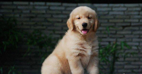 湖州犬舍出售纯种金毛犬幼犬领养宠物狗狗