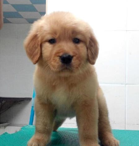 厦门犬舍出售纯种金毛犬幼犬活体宠物狗狗领养