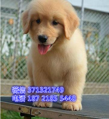 金毛犬出售纯种，深圳金毛犬狗狗，深圳狗场犬舍在哪里