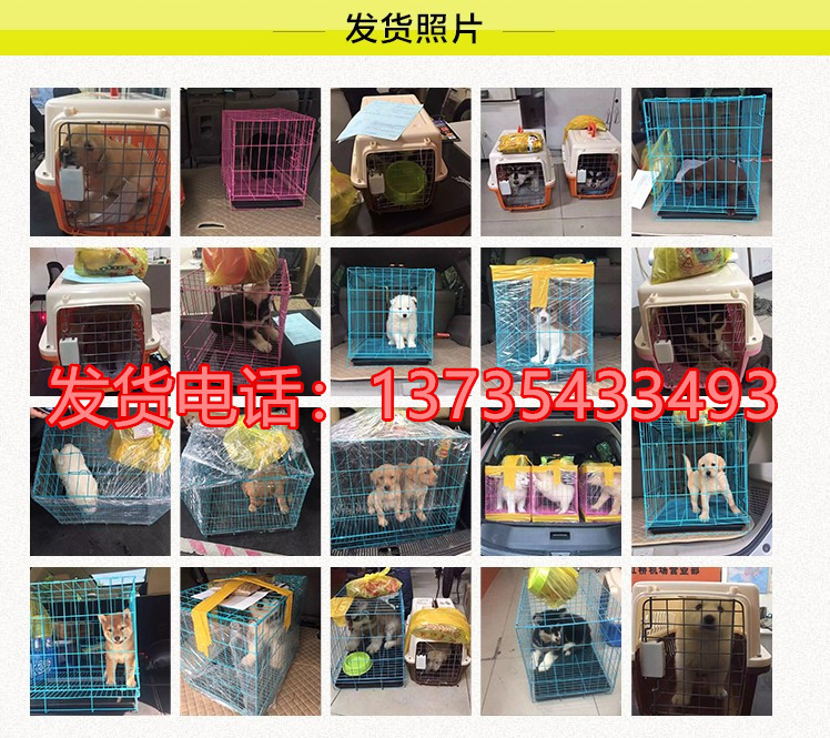 晋城宠物狗犬舍出售纯种金毛犬 宠物狗市场在哪网上哪里卖狗