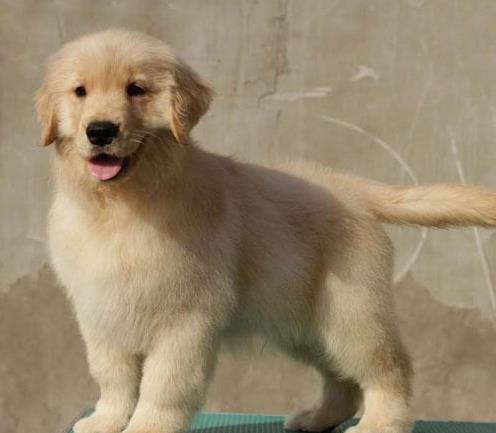 晋城宠物狗犬舍出售纯种金毛犬 宠物狗市场在