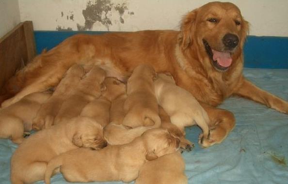 青岛宠物狗狗犬舍出售纯种金毛犬 哪里有金毛