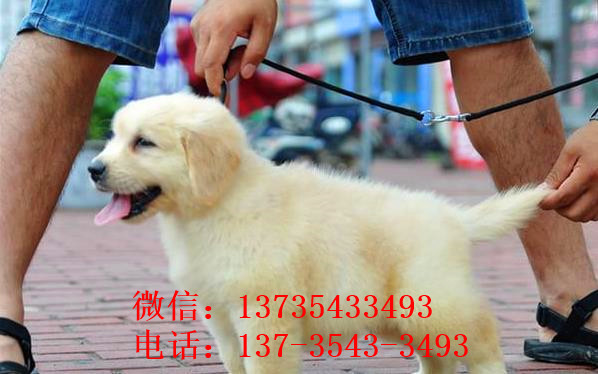 温州犬舍出售纯种金毛犬幼犬活体宠物狗狗领养