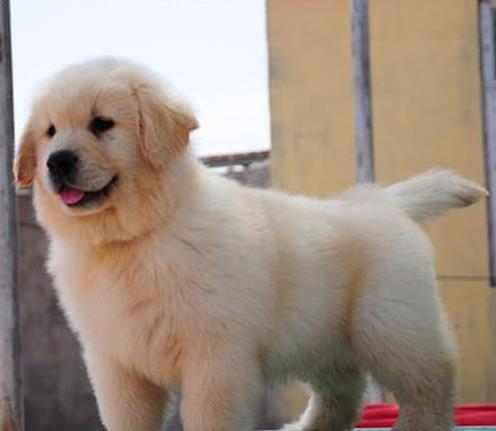 沧州宠物狗犬舍出售纯种金毛犬 宠物狗市场在