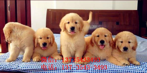 上海犬舍宠物狗市场在哪 卖狗买狗在哪 纯种金毛犬出售