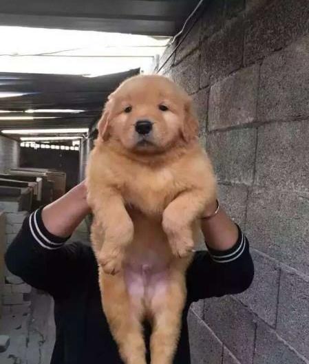 沈阳宠物狗犬舍出售纯种金毛犬 哪里买狗 金毛