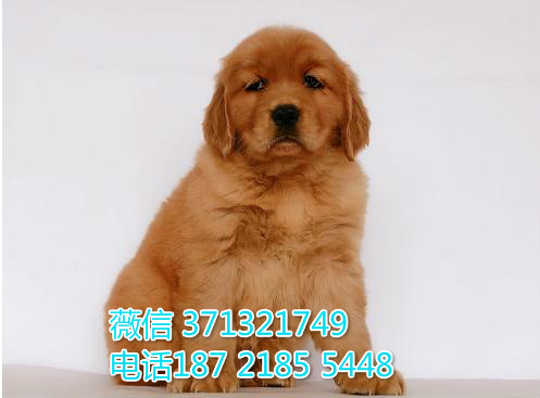 深圳狗场 金毛犬出售纯种 深圳特价宠物狗狗专