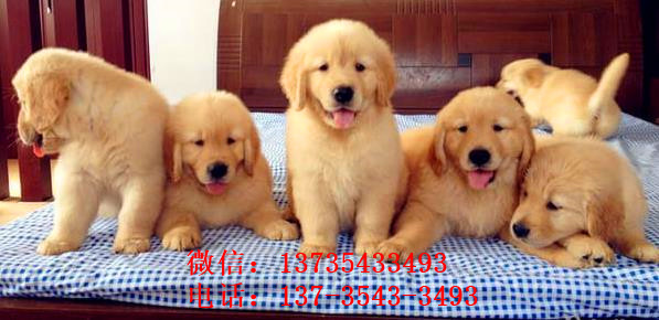 苏州宠物狗犬舍出售纯种金毛犬幼犬黄金猎犬领