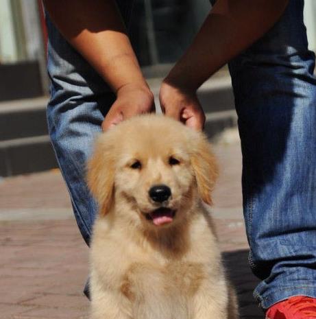 阳江犬舍出售纯种金毛犬幼犬宠物狗狗领养大型
