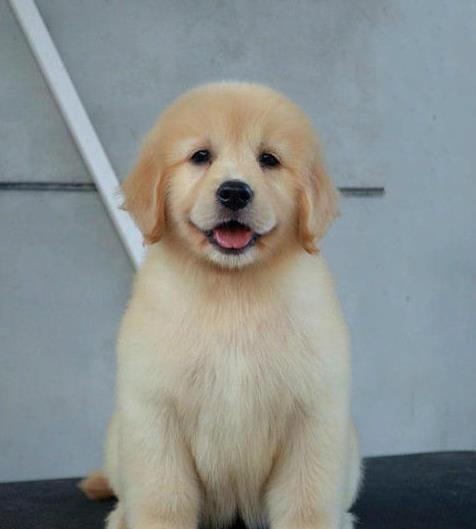 清远犬舍出售纯种金毛犬幼犬宠物狗狗领养大型