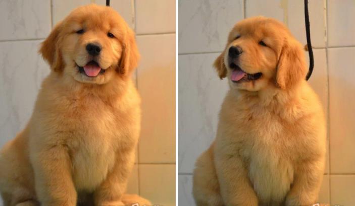 沈阳宠物狗犬舍出售纯种金毛犬幼犬黄金猎犬领