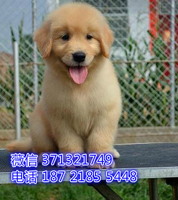 金毛犬出售纯种，深圳金毛犬狗狗，深圳狗场犬舍在哪里