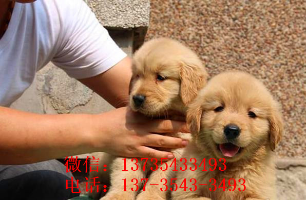 舟山犬舍出售纯种金毛犬幼犬领养宠物狗狗