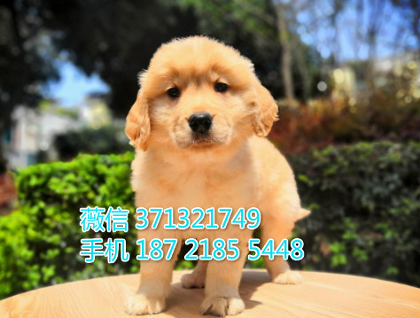 金毛犬出售纯种幼犬大型犬金毛，苏州金毛狗狗