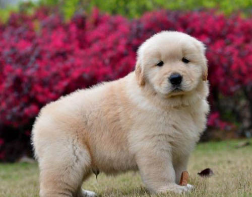 深圳买狗去哪里 罗湖哪里有金毛犬卖 金毛幼犬