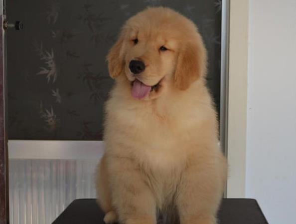舟山犬舍出售纯种金毛犬幼犬领养宠物狗狗