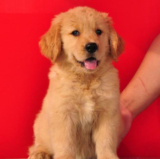 琼中犬舍出售纯种金毛犬 哪里有金毛狗领养 网