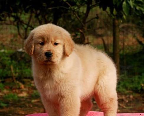 晋城宠物狗犬舍出售纯种金毛犬 宠物狗市场在哪网上哪里卖狗