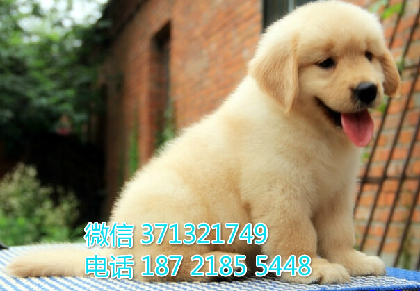 深圳犬舍出售 金毛犬幼犬 包健康 包品质 深圳特价