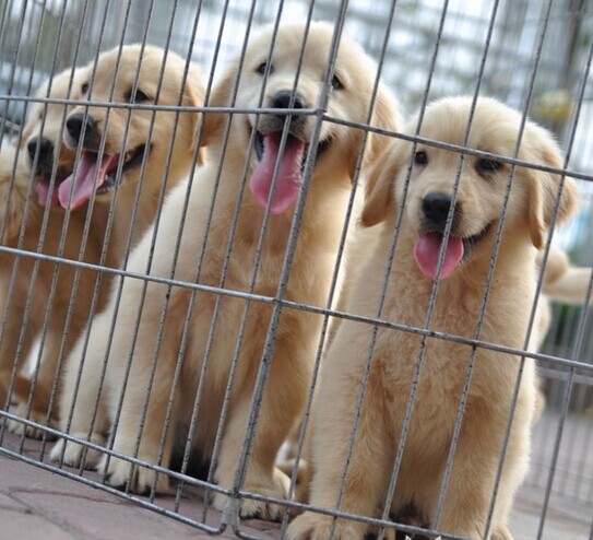 德宏盈县买金毛 云南狗场出售金毛欢迎选购