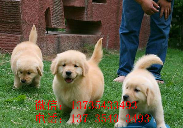 武汉狗场出售纯种金毛犬幼犬大型犬领养宠物狗狗