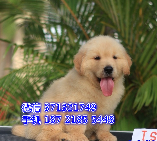 金毛犬出售狗狗，福州犬舍出售 大型犬金毛狗狗