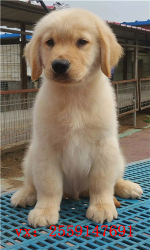 深圳金毛怎么卖的 深圳纯种金毛多少钱 深圳哪里卖健康的金毛