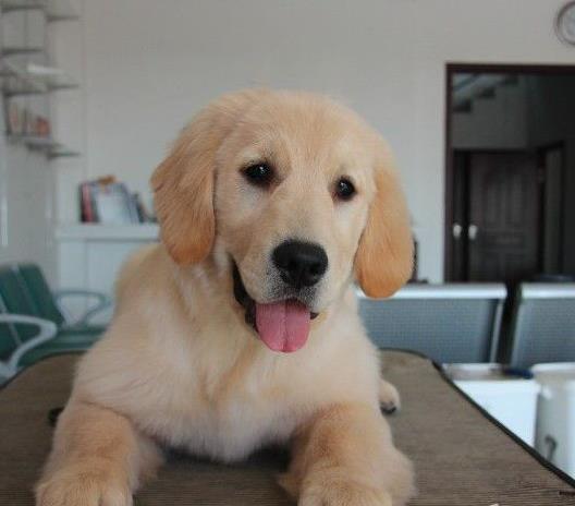 绍兴犬舍宠物狗出售纯种金毛犬幼犬领养狗市在哪