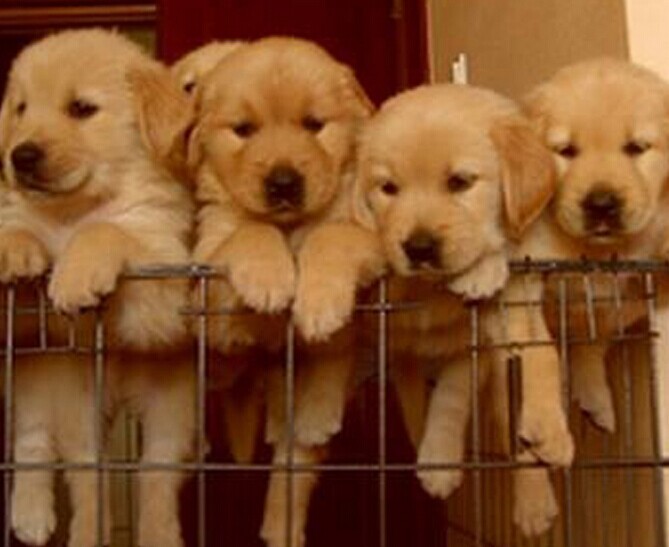 盐津县买宠物狗 盐津县买金毛 狗场买金毛