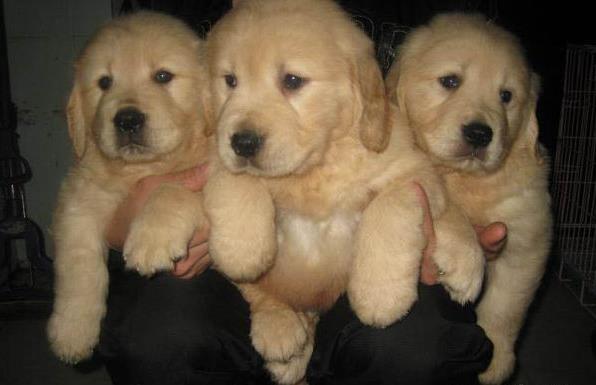 益阳犬舍宠物狗出售纯种金毛犬幼犬领养狗市在