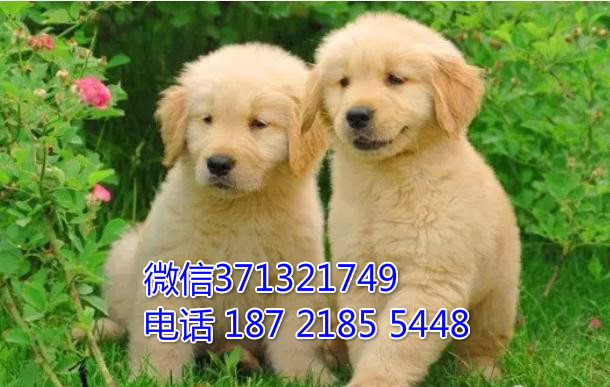 无锡金毛犬出售纯种幼犬 无锡宠物狗狗 无锡狗