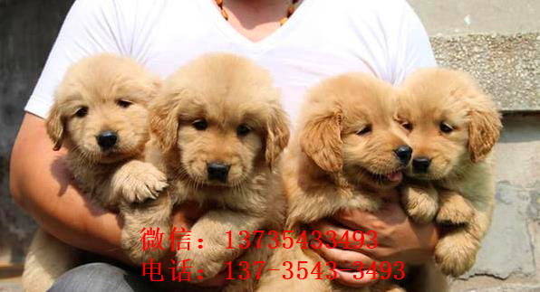 福州犬舍出售纯种金毛犬狗市场在哪 网上有卖狗买狗
