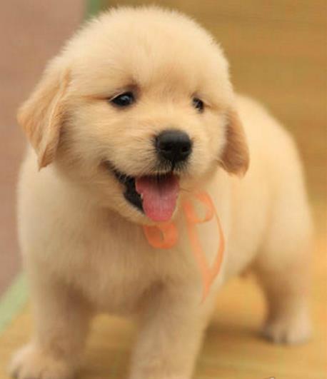 重庆犬舍出售纯种金毛犬狗市场在哪 网上有卖