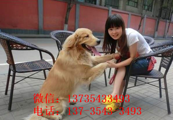 长沙狗场出售纯种金毛犬幼犬大型犬领养宠物狗