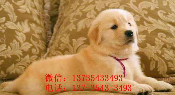 青岛犬舍出售纯种金毛犬狗市场在哪 网上有卖狗买狗