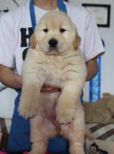 合肥宠物狗犬舍出售纯种金毛犬 哪里买狗 金毛