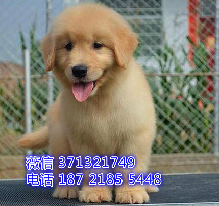 金毛犬出售纯种，深圳金毛犬狗狗，深圳狗场犬舍在