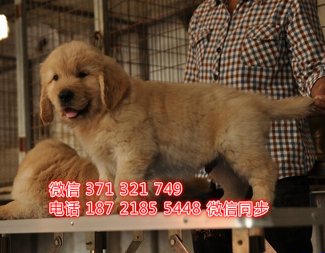 厦门特价 金毛犬出售纯种幼犬 厦门犬舍宠物狗狗