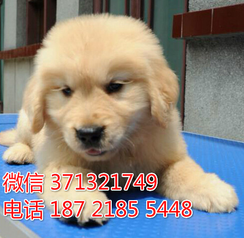 沈阳狗场出售 金毛犬幼犬 沈阳犬舍在哪里 特