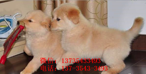 济南犬舍出售纯种金毛幼犬活体大型犬领养宠物狗狗