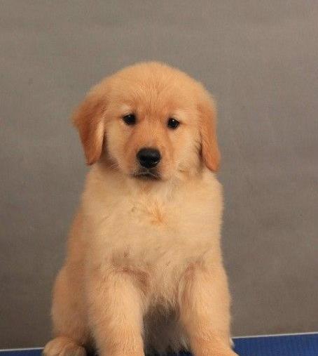 厦门犬舍宠物狗市场在哪 卖狗买狗在哪 纯种金