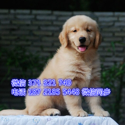 武汉特价 金毛犬出售纯种幼犬 武汉狗场犬舍在