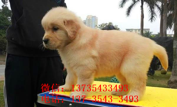 深圳犬舍出售纯种金毛犬狗市场在哪 网上有卖狗买狗